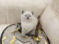 Blue point british shorthair