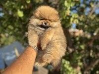 AYI SURAT POMERANİAN BOO YAVRULARI