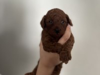 Dark brown poodle yavrumuz