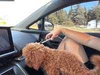 Poodle Köpeğimiz İçin Sadece Aileler Yazsın