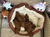 DÜNYA TATLISI PELUŞ TADINDA BEBEK KÖPEKLER