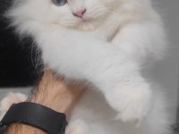 British Longhair Kedisi