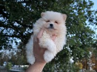 Pomeranian Boo Köpeklerimiz