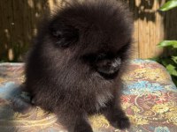 A kalite pomeranian tea cup dişi