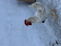 Adaklık veya beslemelik köy horozu