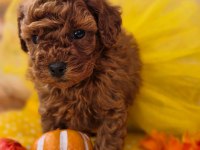 KUSURSUZ YÜZ VE TÜY ANATOMİSİNE SAHİP TOYPOODLE