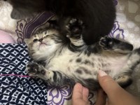 Golden Tabby Yavru Kedimiz