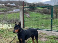 14 aylık çok güçlü asil doberman