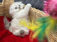 Scottish ve british shorthair yavrular