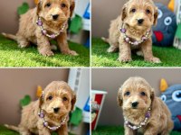 Çok tatlı minik maltipoo bebekler