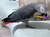 Üst düzey jako papağanı full artı full