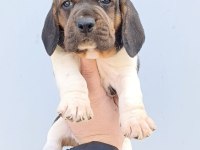 Harika maske beagle bebekler