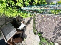 Dişi jack russell 2 yaşında