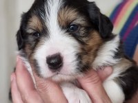 A kalite border collie yavrular