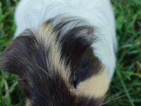 Guinea Pig Mia kalıcı ev arıyor