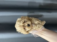 Safkan ırk maltipoo bebekler