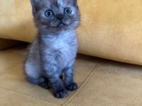2.5 Aylık British Shorthair Dişi