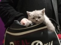 7 haftalık pıtı pıtı british shorthair yavrularımız