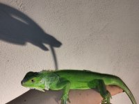 İguana yasal belgeli cipli