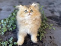 Kaliteli golden british longhair