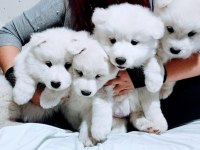 Muhteşem kalitede somoyed köpeği yavruları