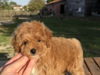 MİNİ BOY MALTİPOO KIZIMIZ