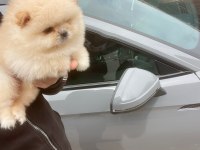 BAL GİBİ TEACUP AYICIK MİNİ BOY POMERANİAN