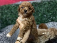 MALTİPOO BEBEK KÖPEKLER