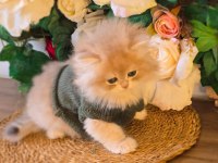 A KALİTE YAVRU KEDİLER