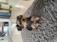 Minik sevimli oyuncu yavru köpekler