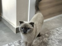Ücretsiz Scottish Blue Point Kedi Sahiplendirme