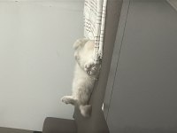 Evde kedi fazlalığından scottish fold