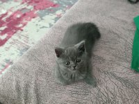 British shorthair iki aylık