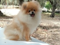 9 aylık pomeranian boo