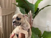 Meraklısına French Bulldog