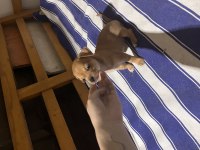Minyatür pinscher