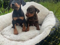 Gücün ve asaletin buluştuğu doberman yavrular