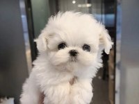 0 NUMARA KORE MALTESE