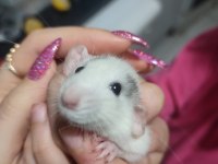 Rat satsuma tüylü arkadaş isteyen yazsın
