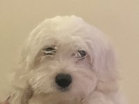 4 aylık çipli maltese terrier