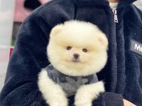 Pomeranian Boo Köpeğimiz