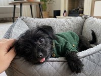Morkie teacup çanta boy