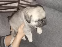 Pug Köpeğimiz İçin Ararsanız Sevinirim