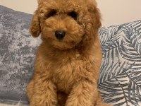 Poodle aşılı garantili yavru