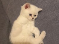 Dişi blue point british shorthair