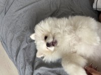 Pomeranian boo 6 aylık erkek