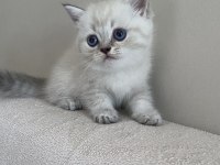 British shorthair 1.5 aylık dişi