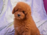 MALTİPOO YİNE ÇOK İDDİALIYIZ