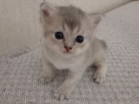 SAF KAN DİŞİ YAVRU