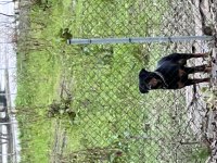 Rottweiler Ücretsiz sahiplendirmek istiyorum